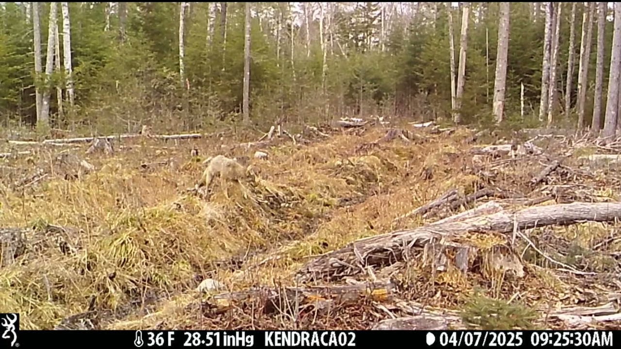 Furry Forest Friends
