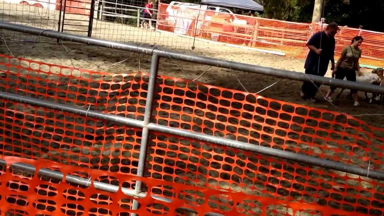 Epic's first time on sheep. Herding instinct test with Doug Manley.