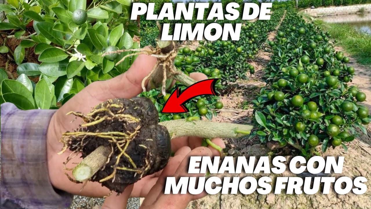 Plantas enanas de limón con muchos frutos - Haz tu propia planta de cítrico