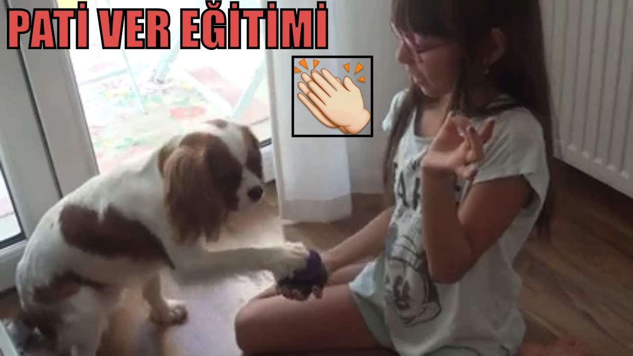 PATİ VER KOMUTU NASIL &Ouml;ĞRETİLİR