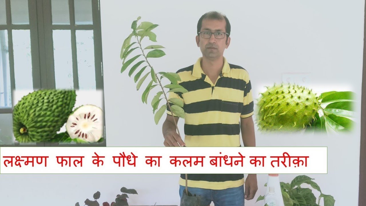 Grafting Lakshman Phal(Hindi) | Graviola Soursop | The Cancer Fruit