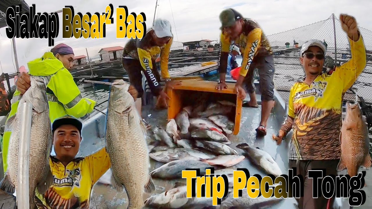 Menggasak Siakap Besar² Kontena Trip Pecah Tong 100KG Sangkar Sungai Udang Terpadu s338
