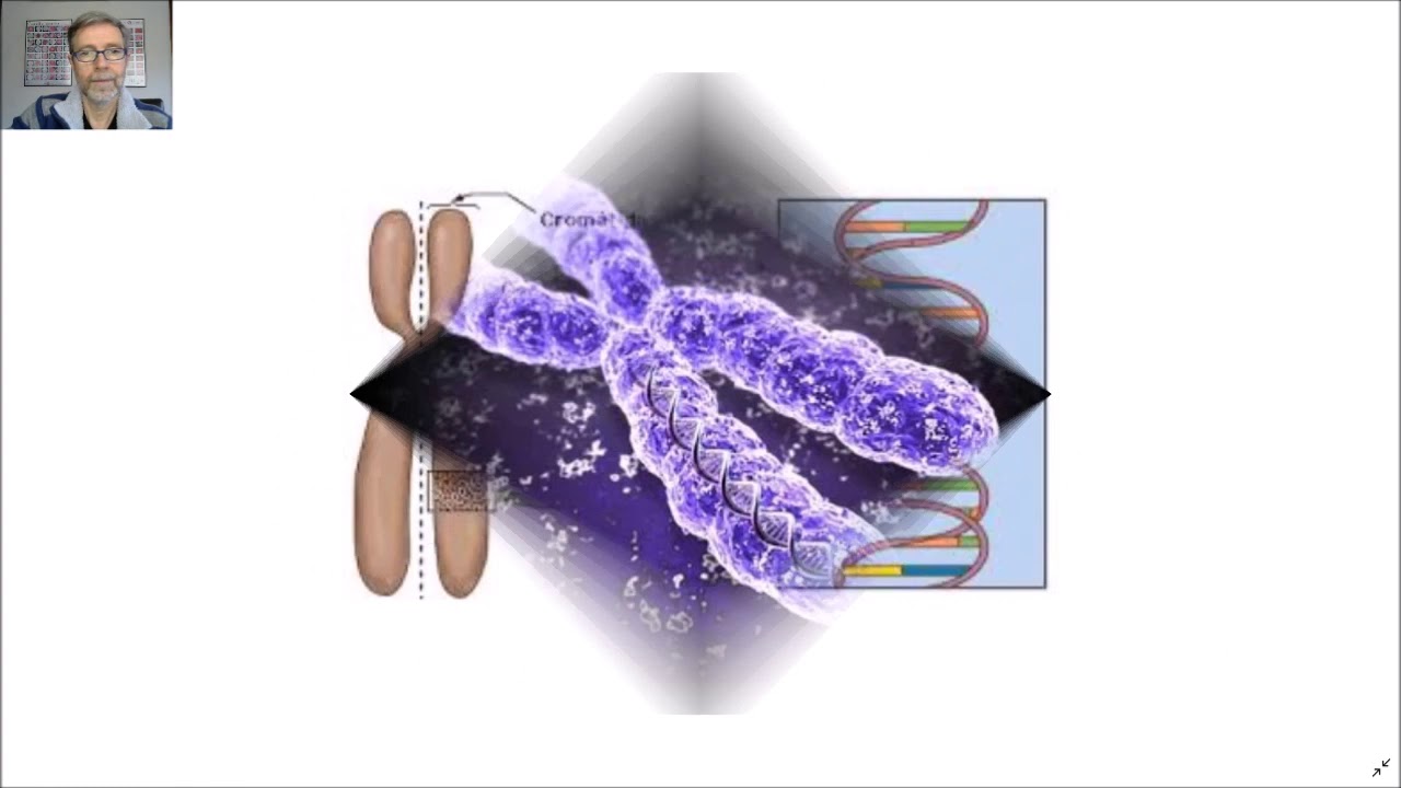 Niveles de empaquetamiento del ADN. Nucleosomas, cromatina y cromosomas. Cariotipo V19