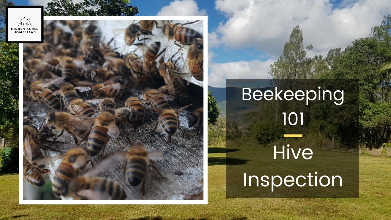 Beehive INSPECTION -- Invaded by HIVE BEETLE!