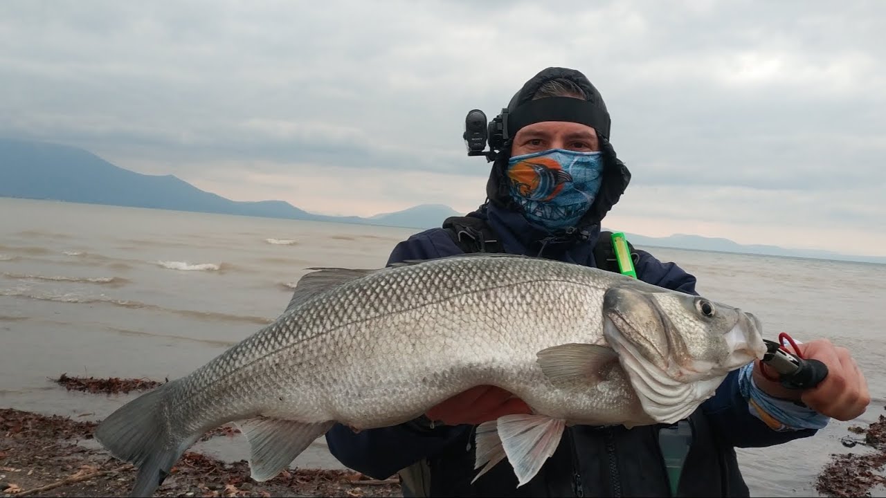 Tackle House Resistance Vulture 120. Το μεγαλύτερο λαβράκι που έχω πιάσει σε τεχνητό επιφανείας.