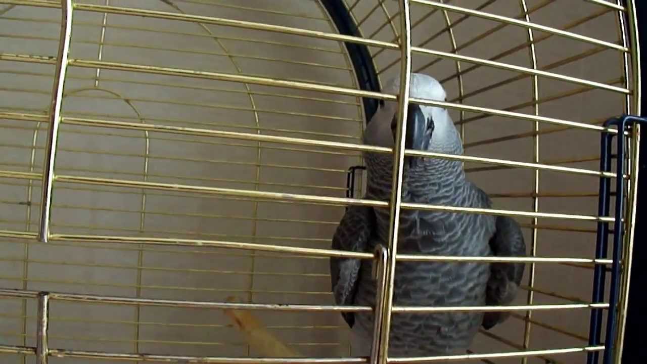 Колобок разговаривает на эльфийском))
