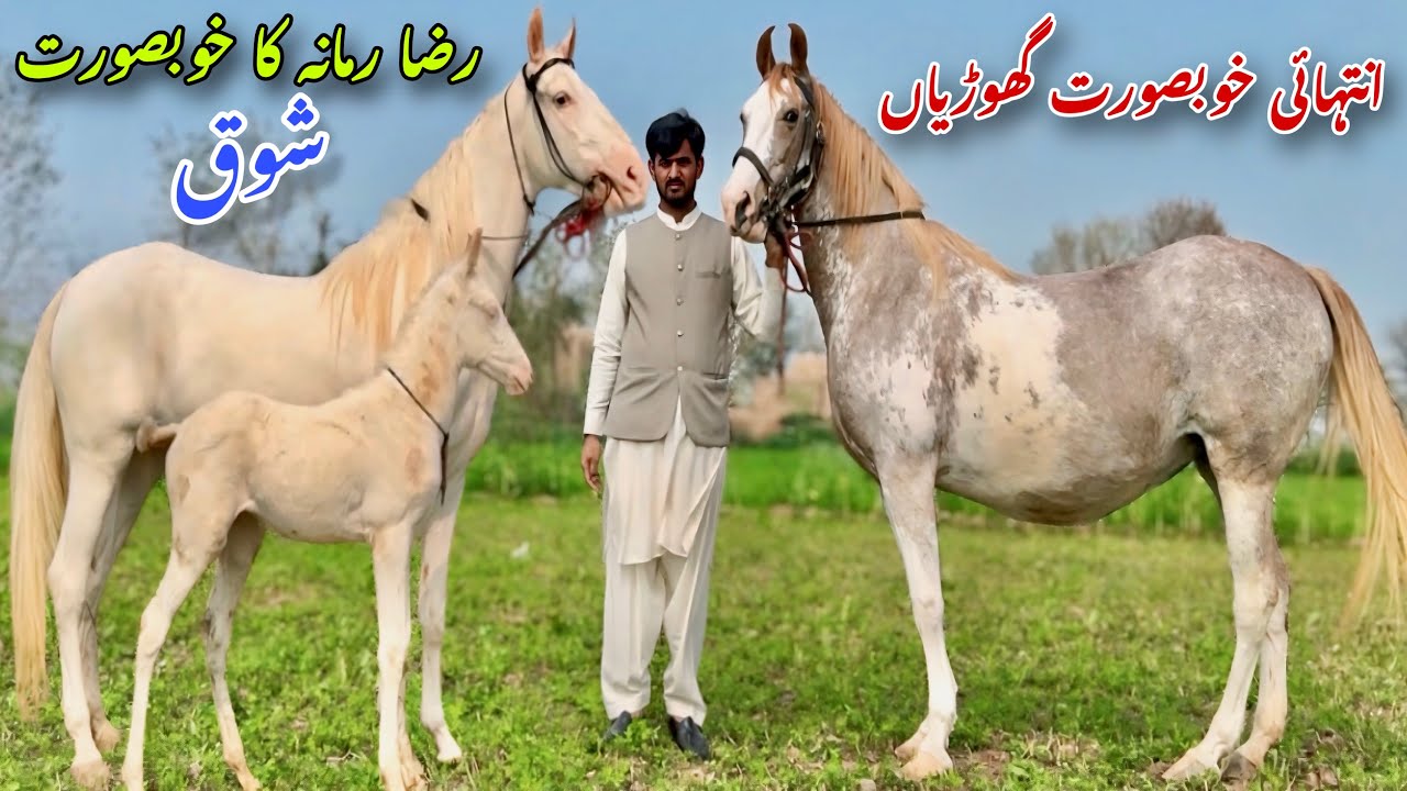 Most Beautiful Horses in Jhang