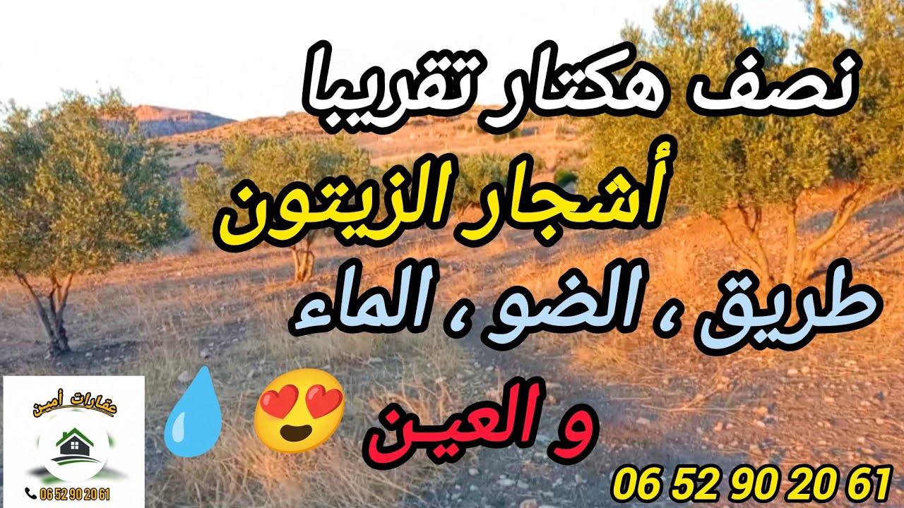 12/9/2025 : تقريبا نصف هكتار به أشجار زيتون ، العين ،طريق الرئيسية ، ضو و لما ب 8 مليون . 0652902061