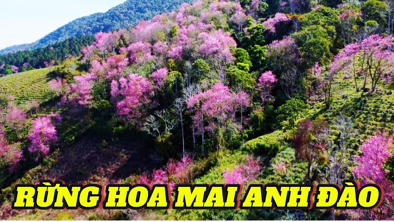 RỪNG HOA MAI ANH ĐÀO ĐẸP NHẤT ĐÀ LẠT - FLYCAM 4K