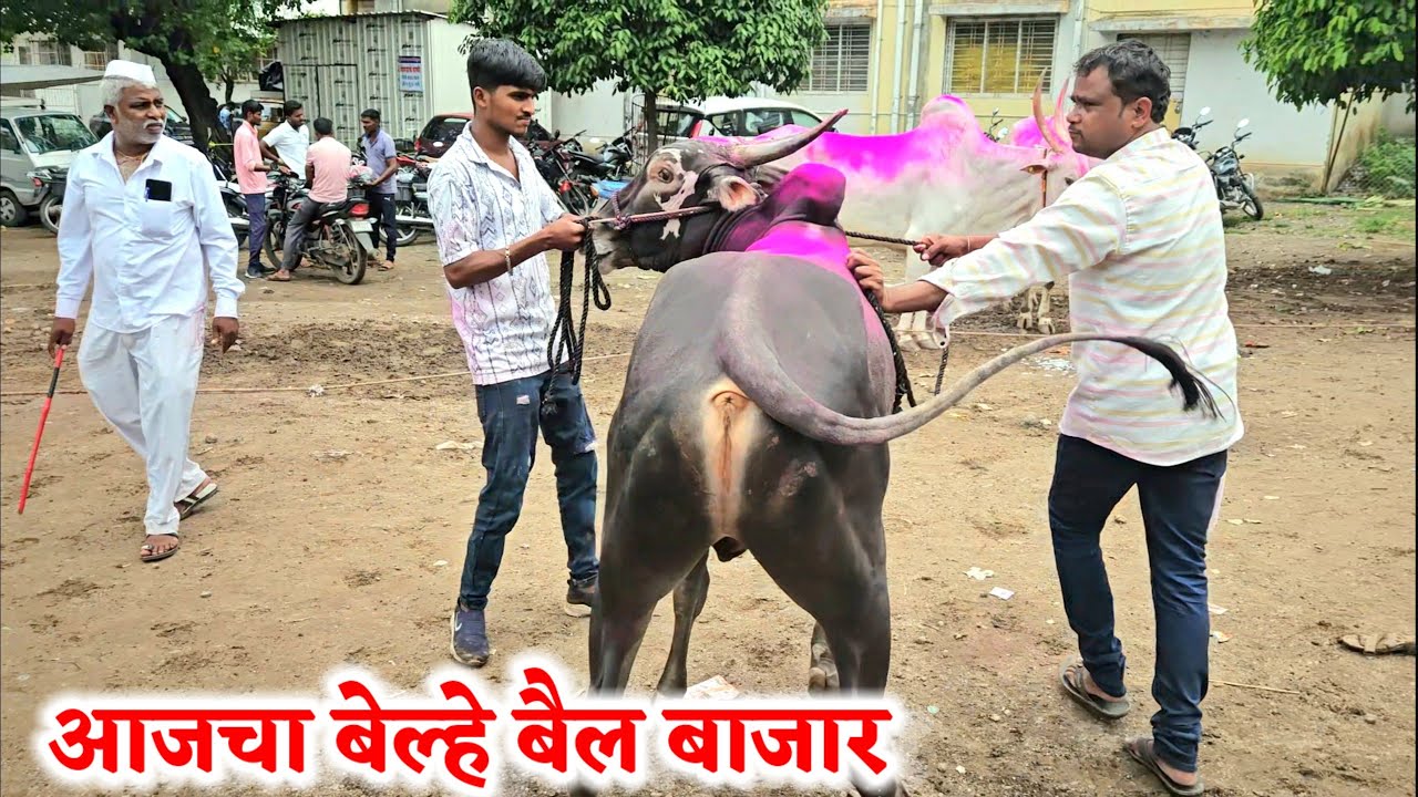 आजचा बेल्हे बैल बाजार ,,दि-26/05/2025…Belhe Bail Bajar..Bail Bazar Belhe...#Belhe