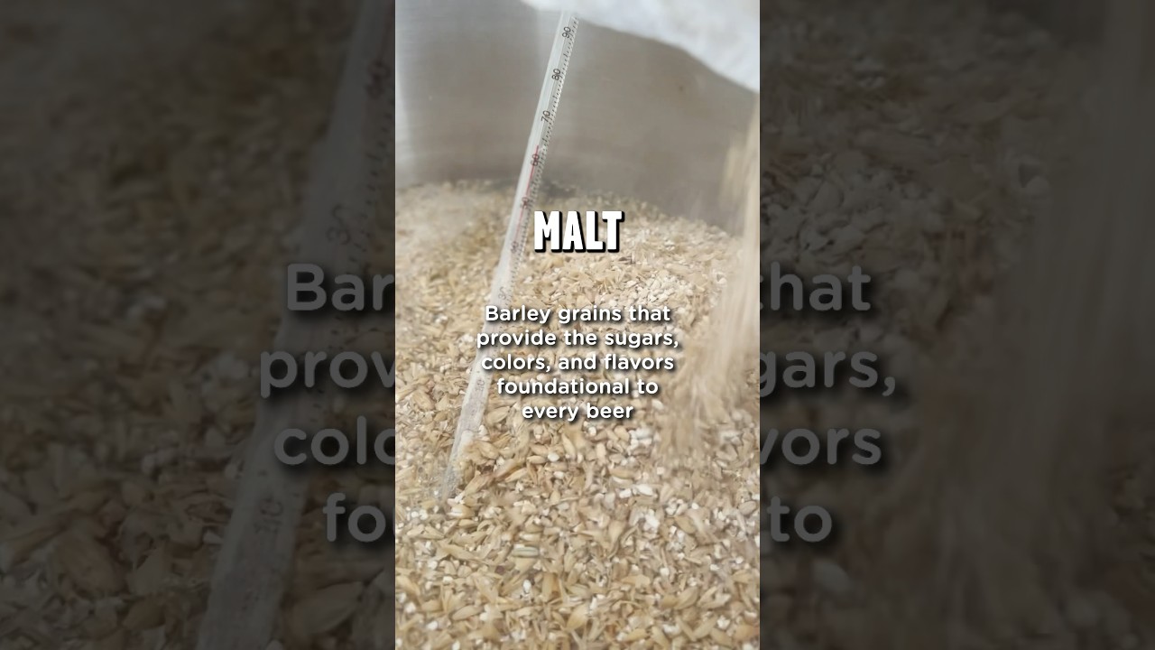 Malt = the barley grains that are foundational to beer 🍺 #beer #homemade