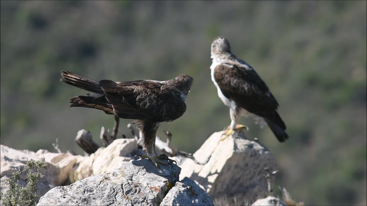 L'incroyable retour de l'aigle de Bonelli