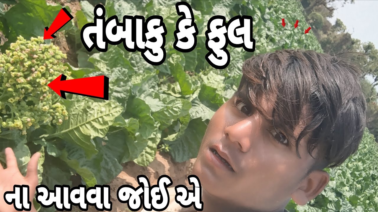 તંબાકુ કે ફુલ ના આવવા જોઈ એ. Tambaku Ke Phool Nahin chahie