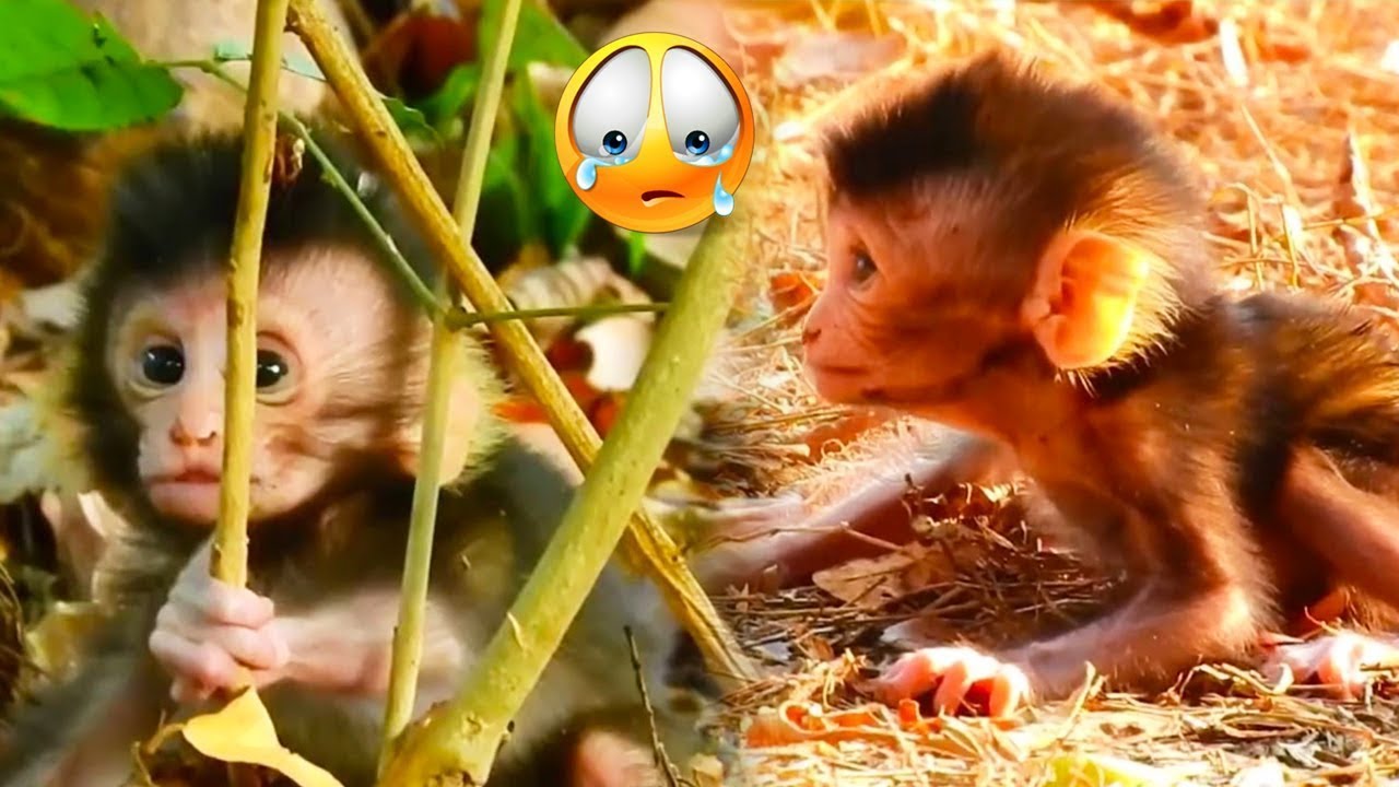 Poor baby monkey was left by mother monkey, pitifully waiting for mother monkey to come back