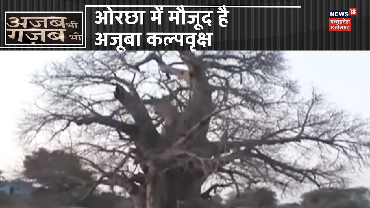 Orchha में मौजूद है दुनिया का सबसे अजूबा कल्पवृक्ष, जिसमें समाई है अपार शक्तियां | Ajab Gajab MP