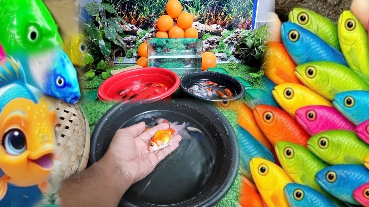 Challenge Catching Cute fish Aquarium in small ponds best collection goldfish 