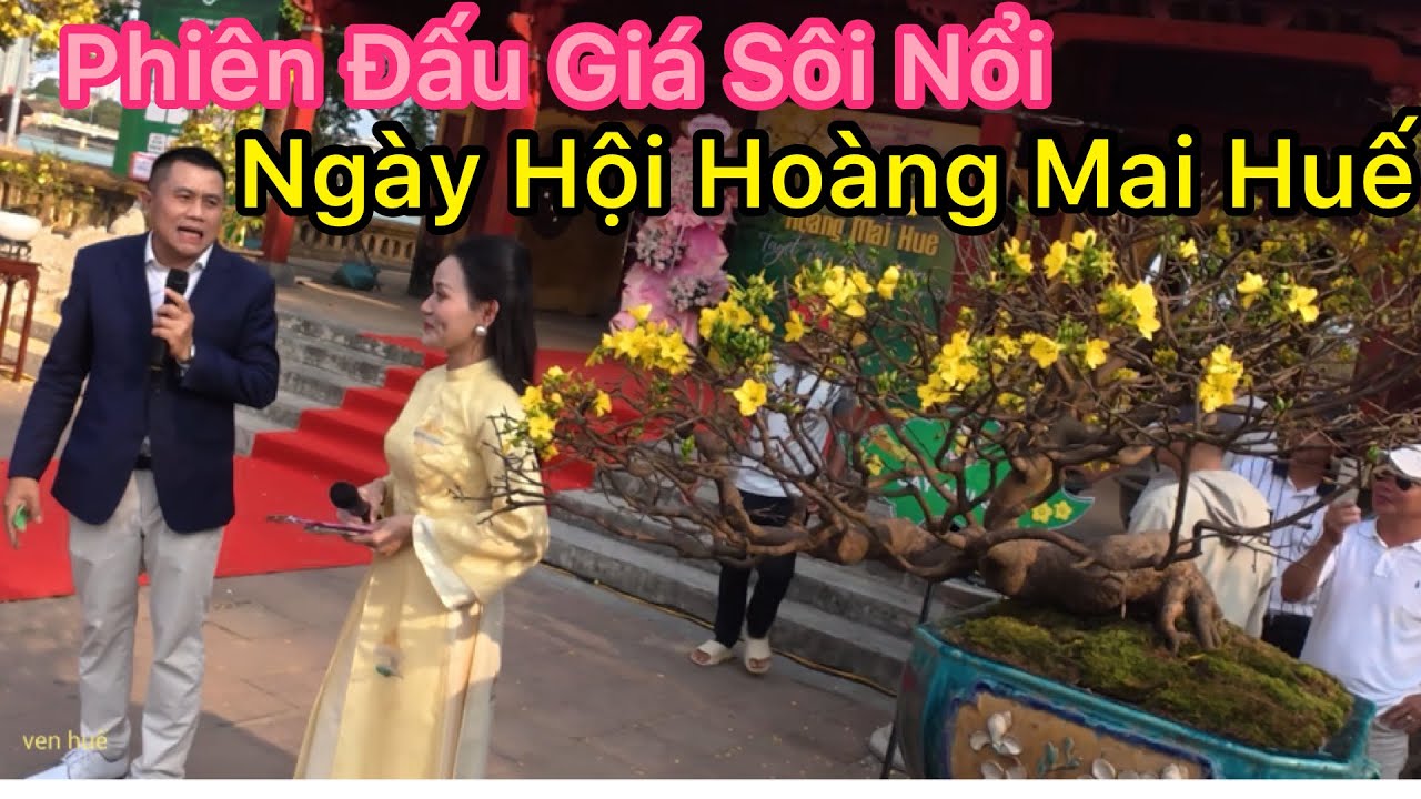 Phiên Đấu Giá Sôi Nổi Mai Vàng Ngày Hội Hoàng Mai Huế VEN HUẾ 