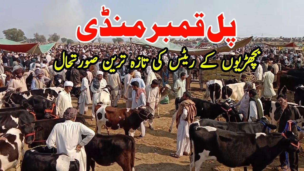 Pul Qmbar Mandi Today | Fresh Cow & Heifer Update | Big Animals for Sale | Imported Heifer For Sale 
