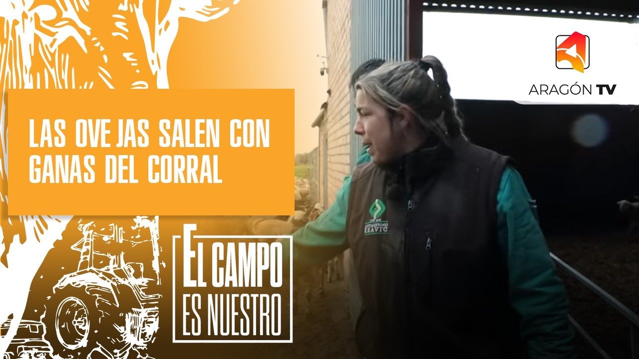 Las ovejas salen con ganas del corral
