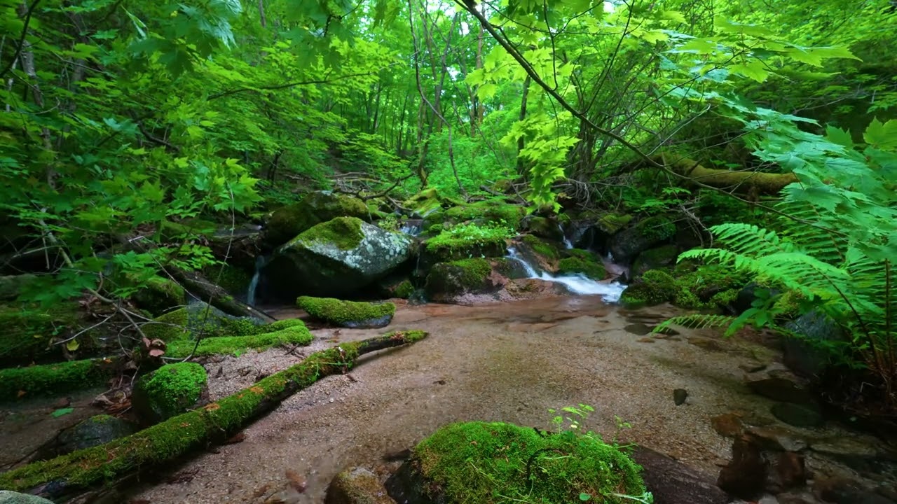 Гармоничные звуки леса, журчание ручья, пение птиц