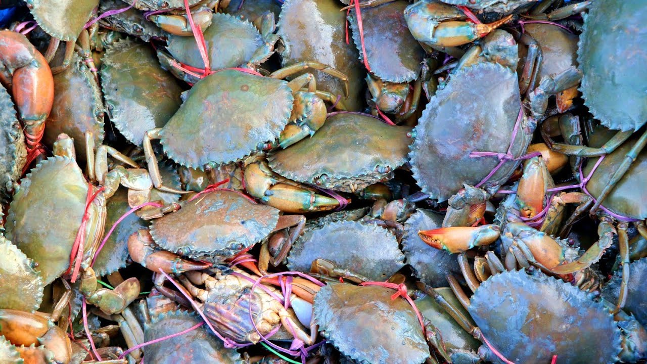 mud crab farming business in India || Unique Way of Mud Crabs Catching