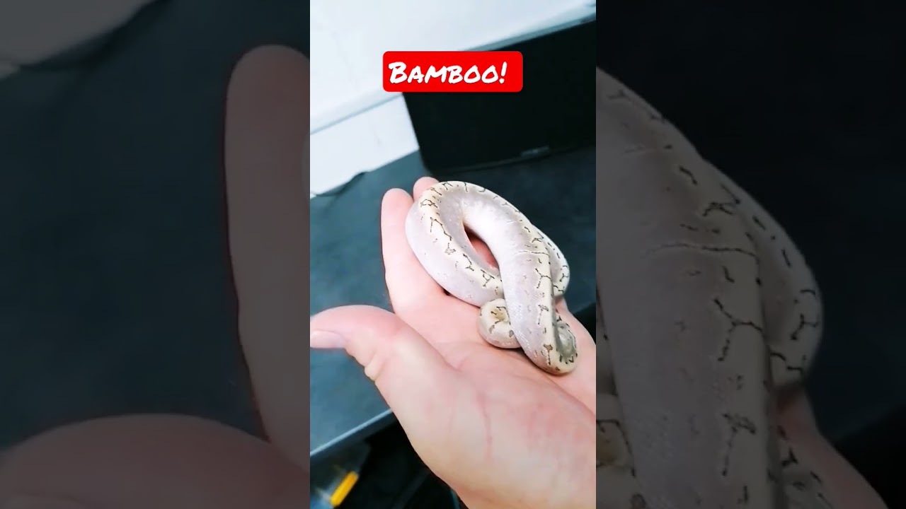 the best ball python morphs! 