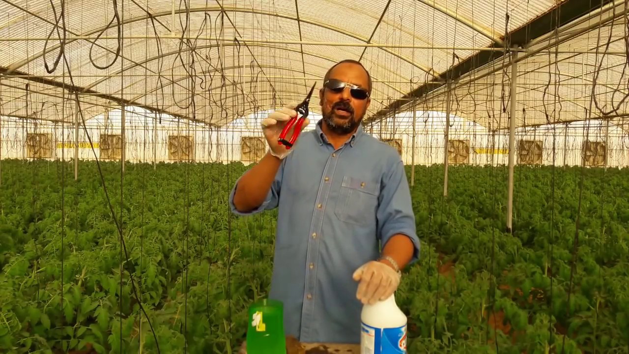 فديو 3 زراعة الطماطم فى البيوت المحمية