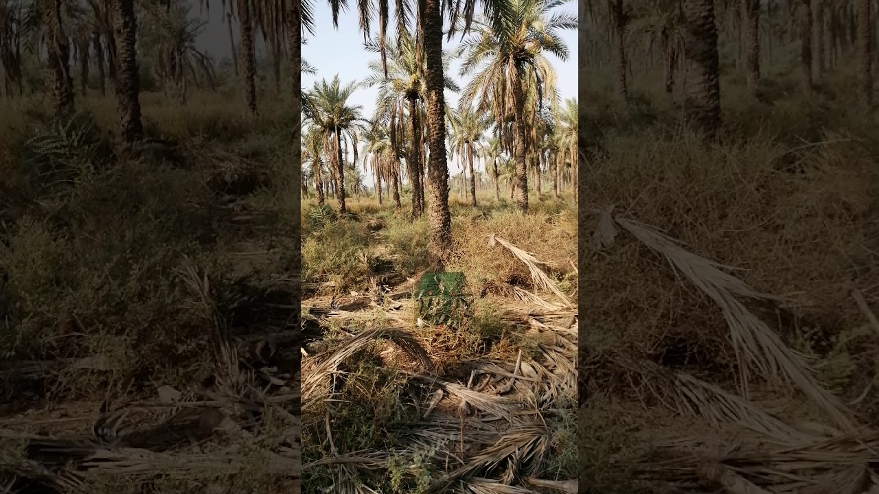 صيد طائر البلبل الروسي البصره الفاو /2020/7/11