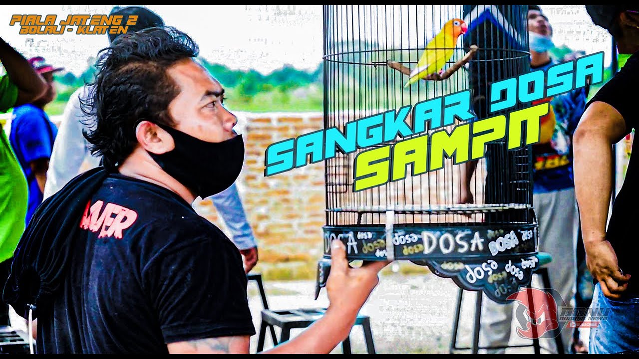 PIALA JATENG 2 | Kontroversi Sangkar DOSA Lovebird SAMPIT | Gagal Juara!!