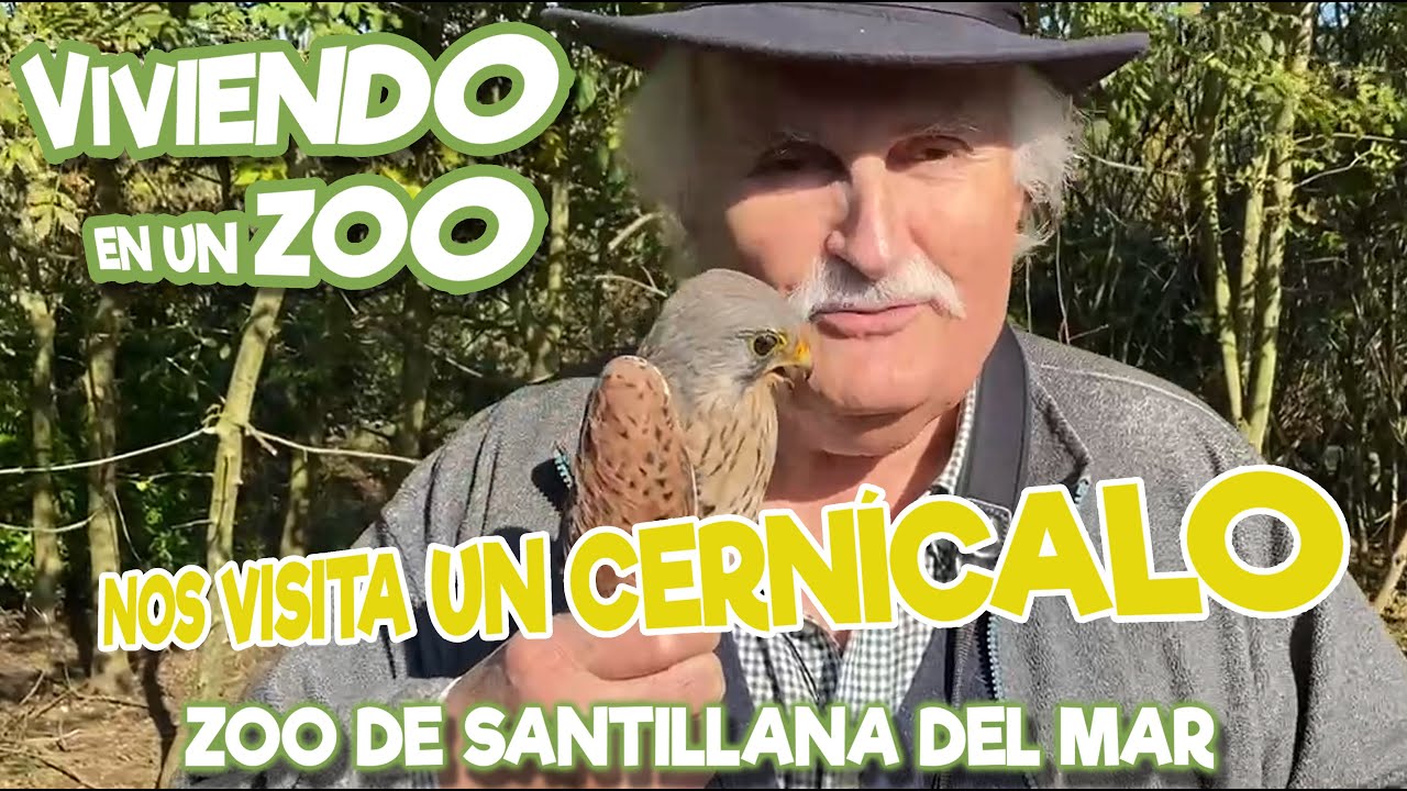Nos visita un Cernícalo