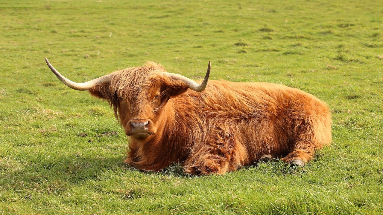 Bottled Cow