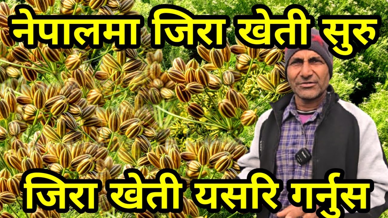 नेपालमै पहिलो पटक ब्याबसायिक जिराखेती सुरु ,थोरै लगानिमै लाखौ आम्दानी लिन सकिने cumin farming