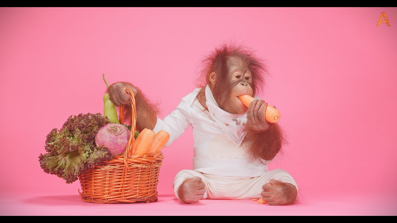 Animalia Orangutan Benji tries some fruits and vegetables ASMR