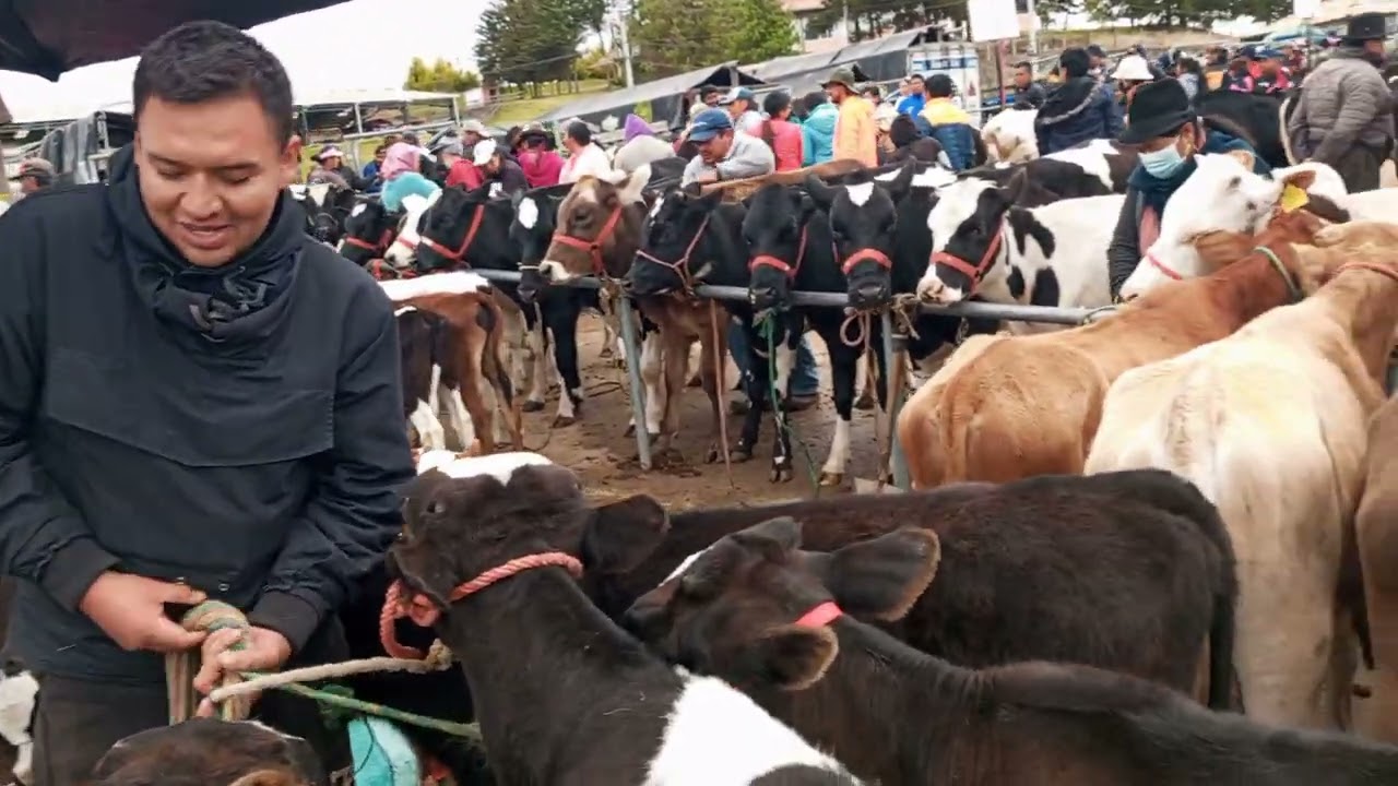 feria ganadera sección pequeños en la ciudad de Ambato Tungurahua Ecuador