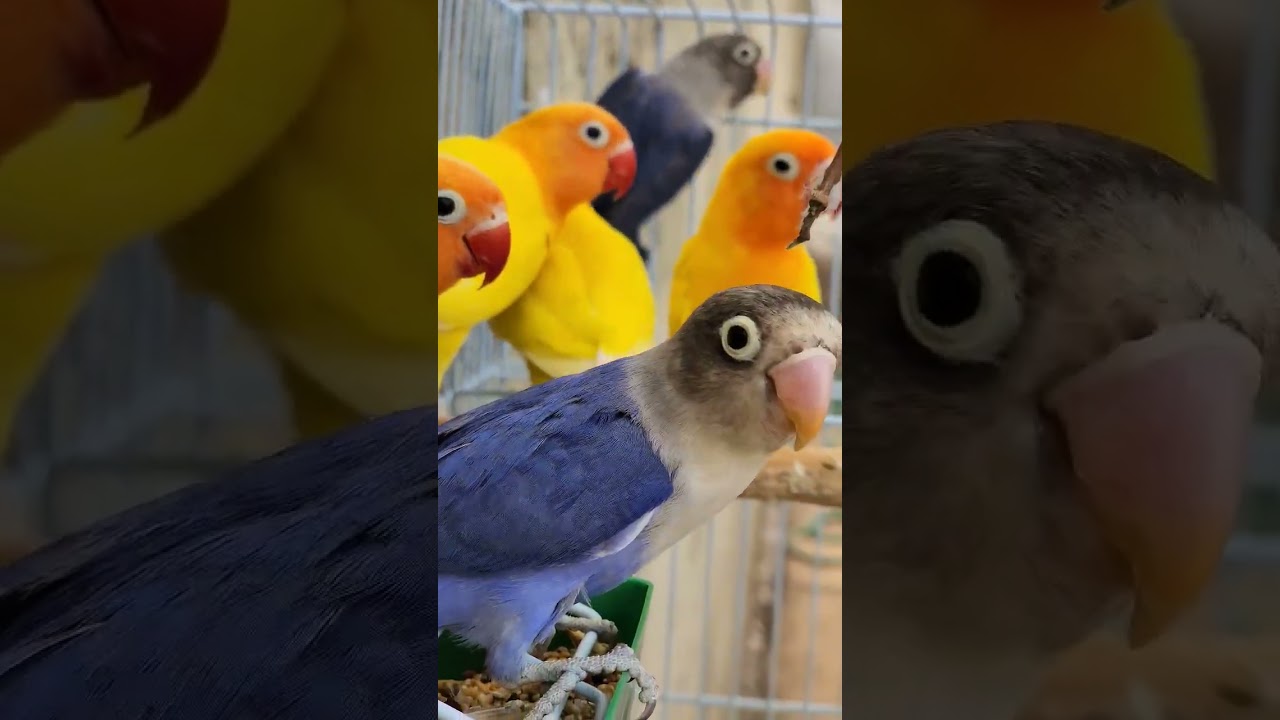 UMA DAS AVES QHE MAIS GOSTO 🔥#agapornis #parakeets #birds