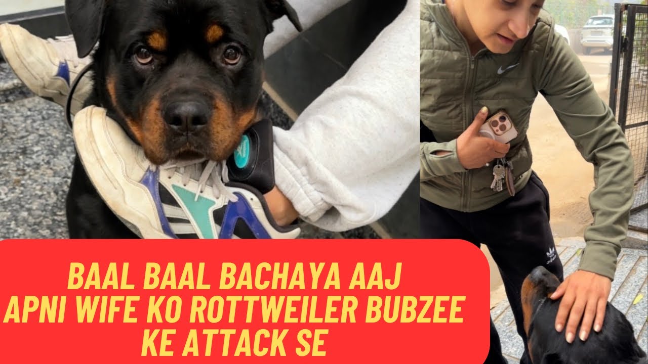 Baal Baal Bachaya Aaj Apni Wife Ko Rottweiler Bubzee Ke Attack Se 😈😱