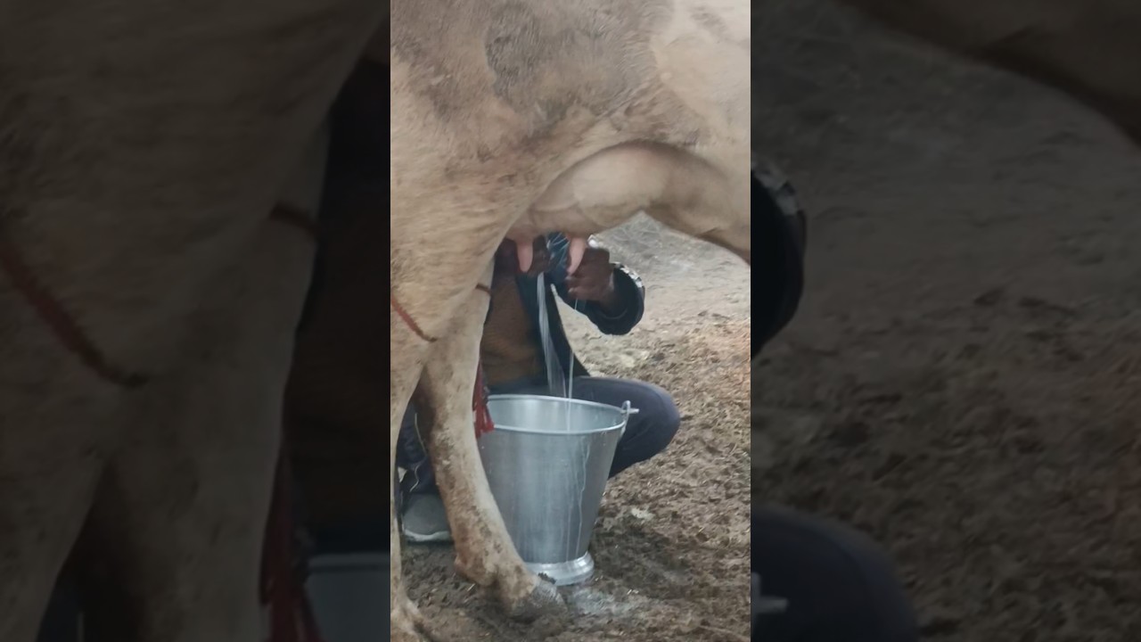 🌙 रात की दुहाई | Night Milking Routine | Dairy Farm Real Scene