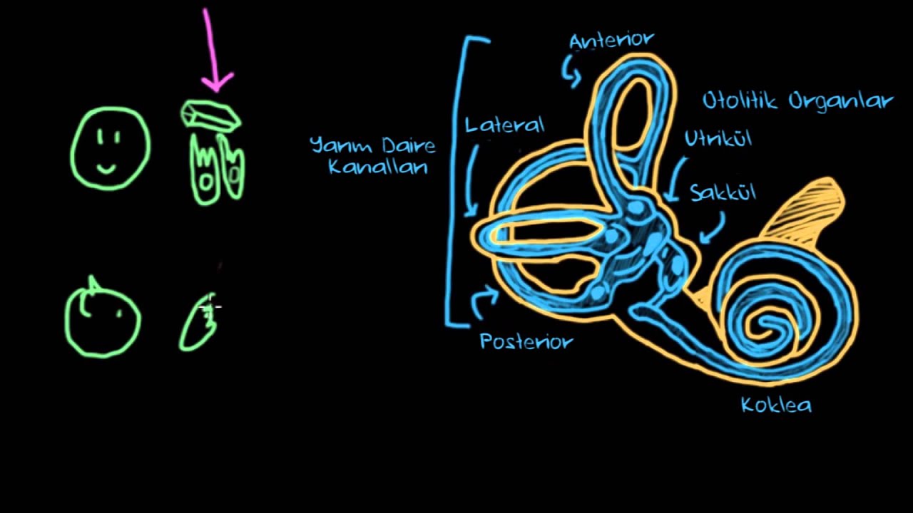Vestibüler Sistem, Denge ve Baş Dönmesi (Sinir Sistemi Fizyolojisi) (Psikoloji / Çevreyi Algılama)