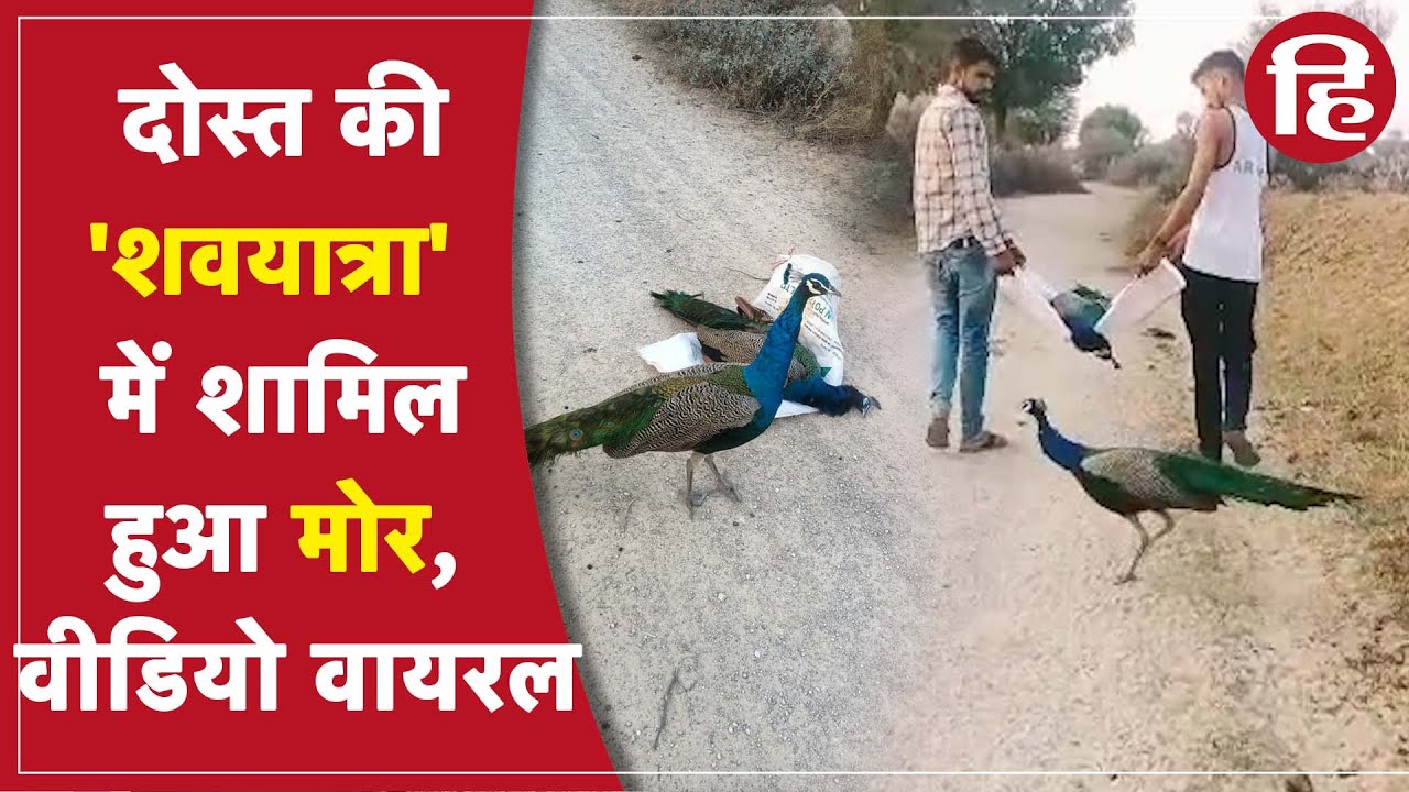 Peacock Video Viral: दोस्त की अंतिम यात्रा में शामिल होते मोर का वीडियो वायरल
