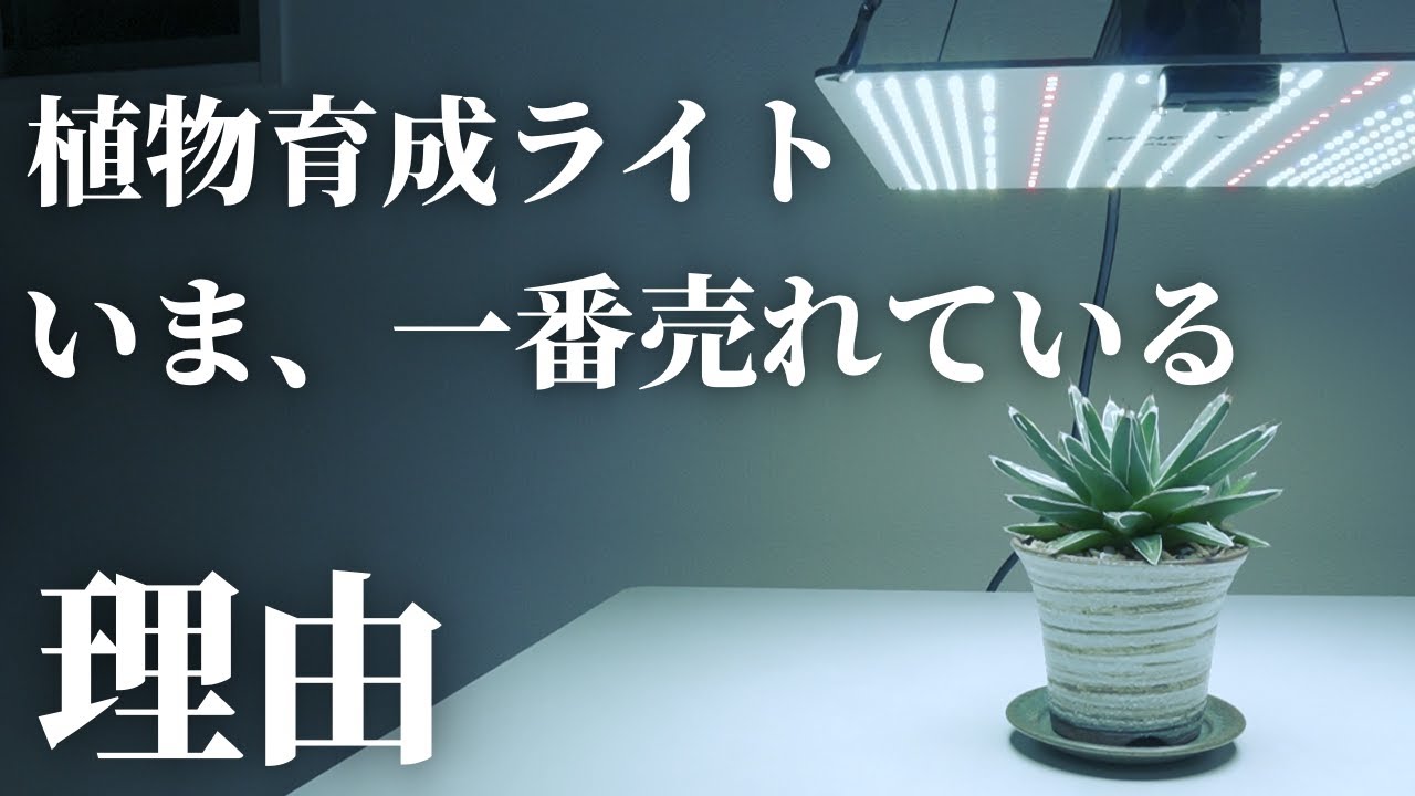 【おすすめ】コスパ最強！パネル型植物育成ライト「BRIM(ブリム) PANEL Y」レビュー！Samsung「LM281B+」搭載！観葉植物｜アガベ｜塊根植物｜多肉植物｜ビカクシダ｜実生苗