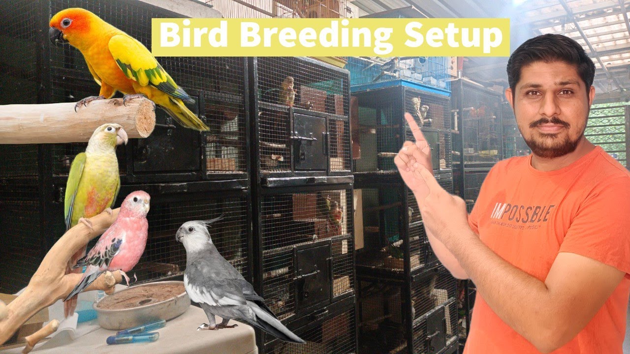 Deep Exotics का शानदार Bird Breeding Setup | धाकड़ ब्रीडिंग Dimond Dove की | Sun Conure, Cockatiel