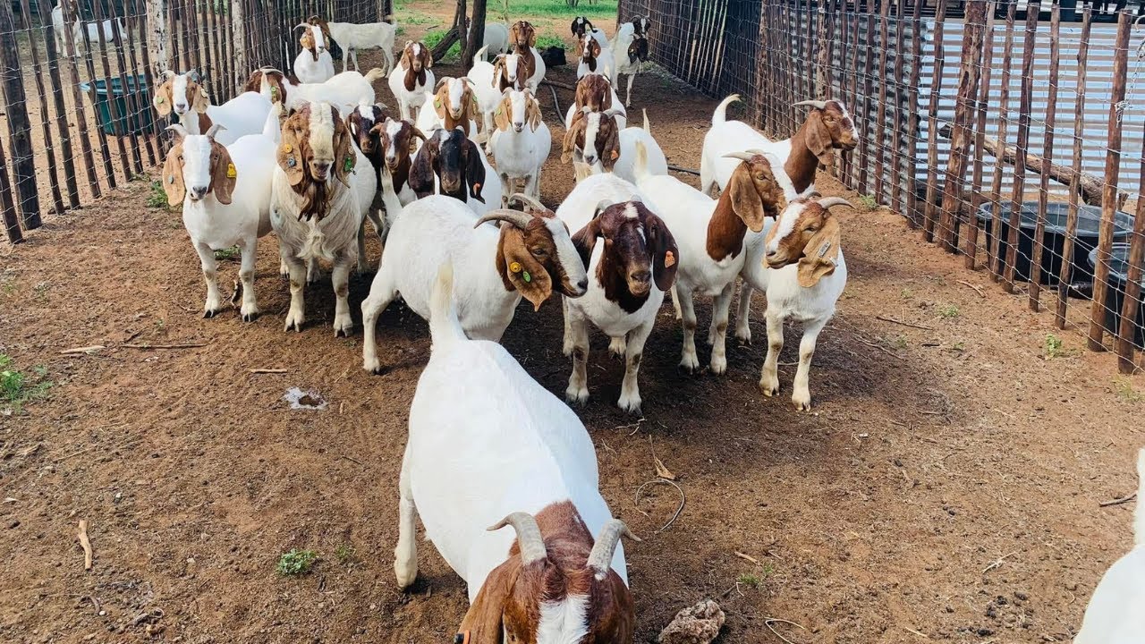 BOER GOAT FARMING IN KENYA