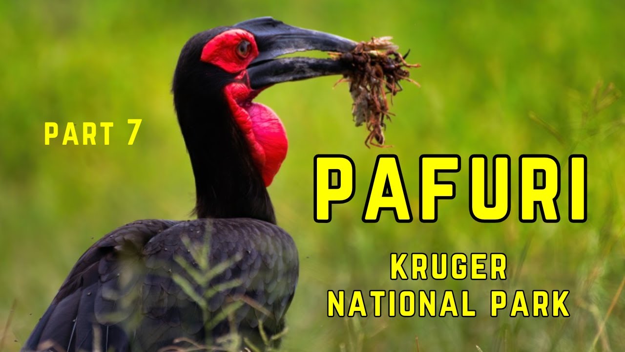Pafuri: Birdwatchers and Nature Lovers' Paradise #animals #birdwatching #wildencounters
