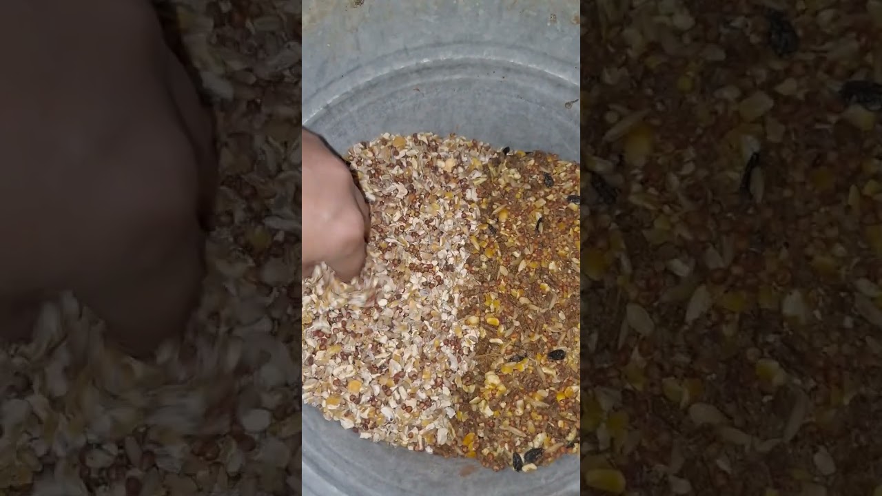 Nutrena Scratch Grain vs Producers Pride Scratch Grain