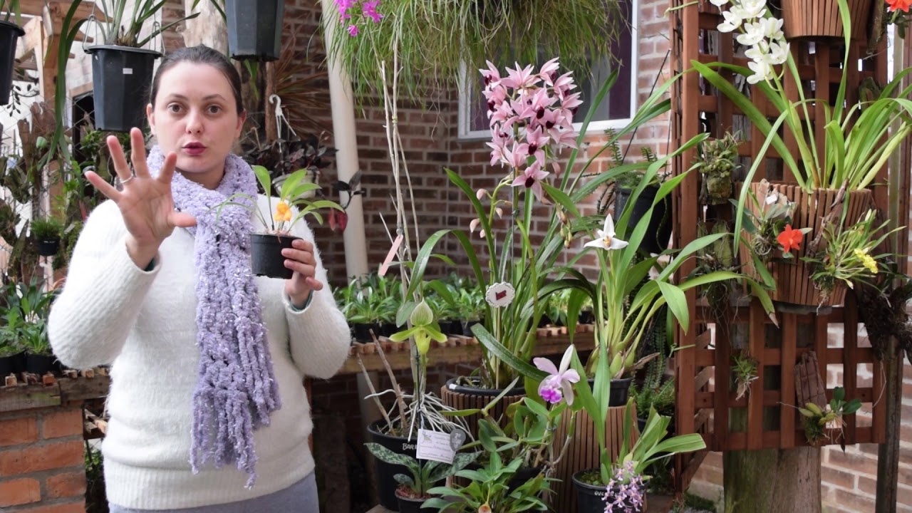 Espécies diferentes: Osmoglossum, Oncidium, Masdevallia,Barkeria, Bubophyllum e mais