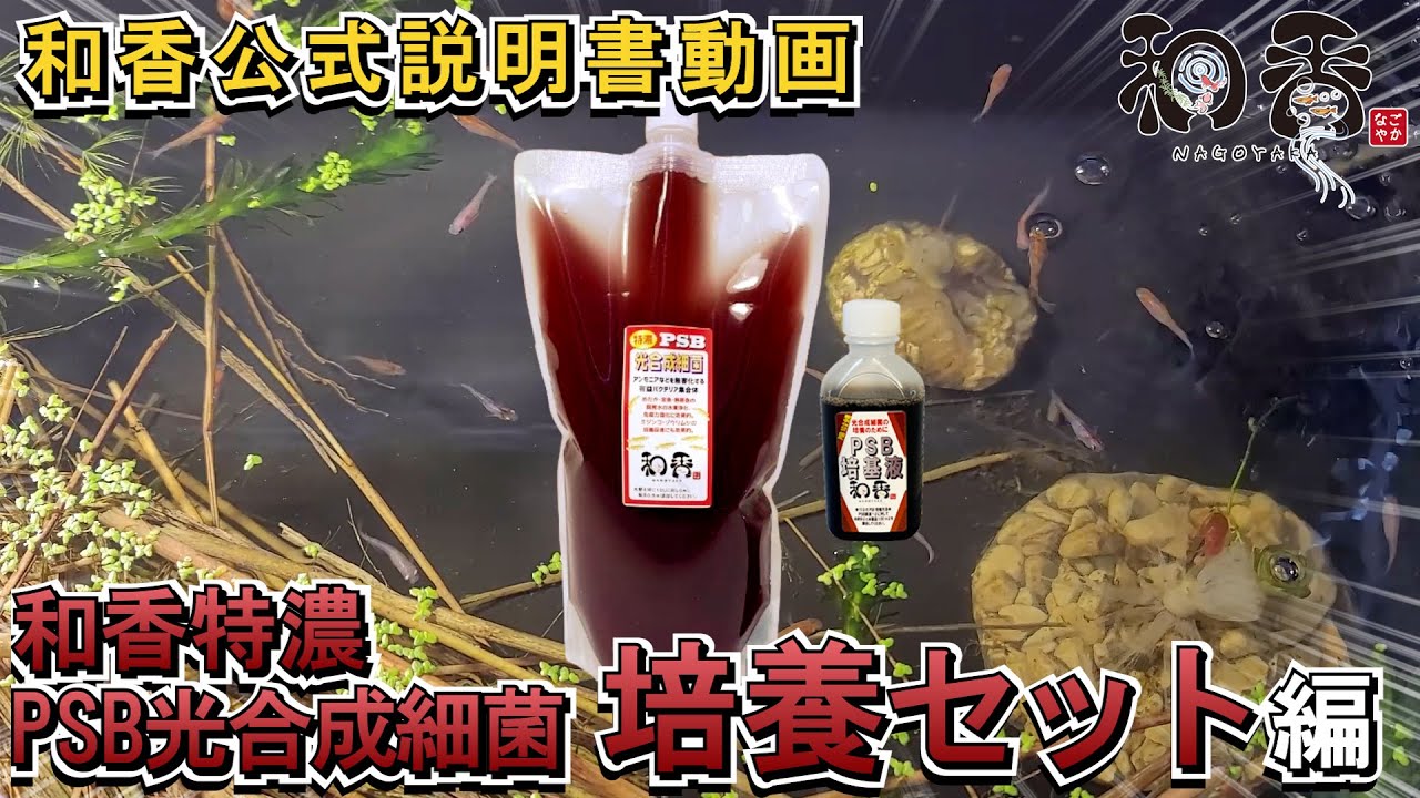 和香 特濃 PSB光合成細菌 培養 公式説明動画 #めだか #金魚 #ミジンコ #熱帯魚 など #水質浄化 で多くの方に愛用いただいております #和香 #PSB の使用方法を分かりやすく動画説明します