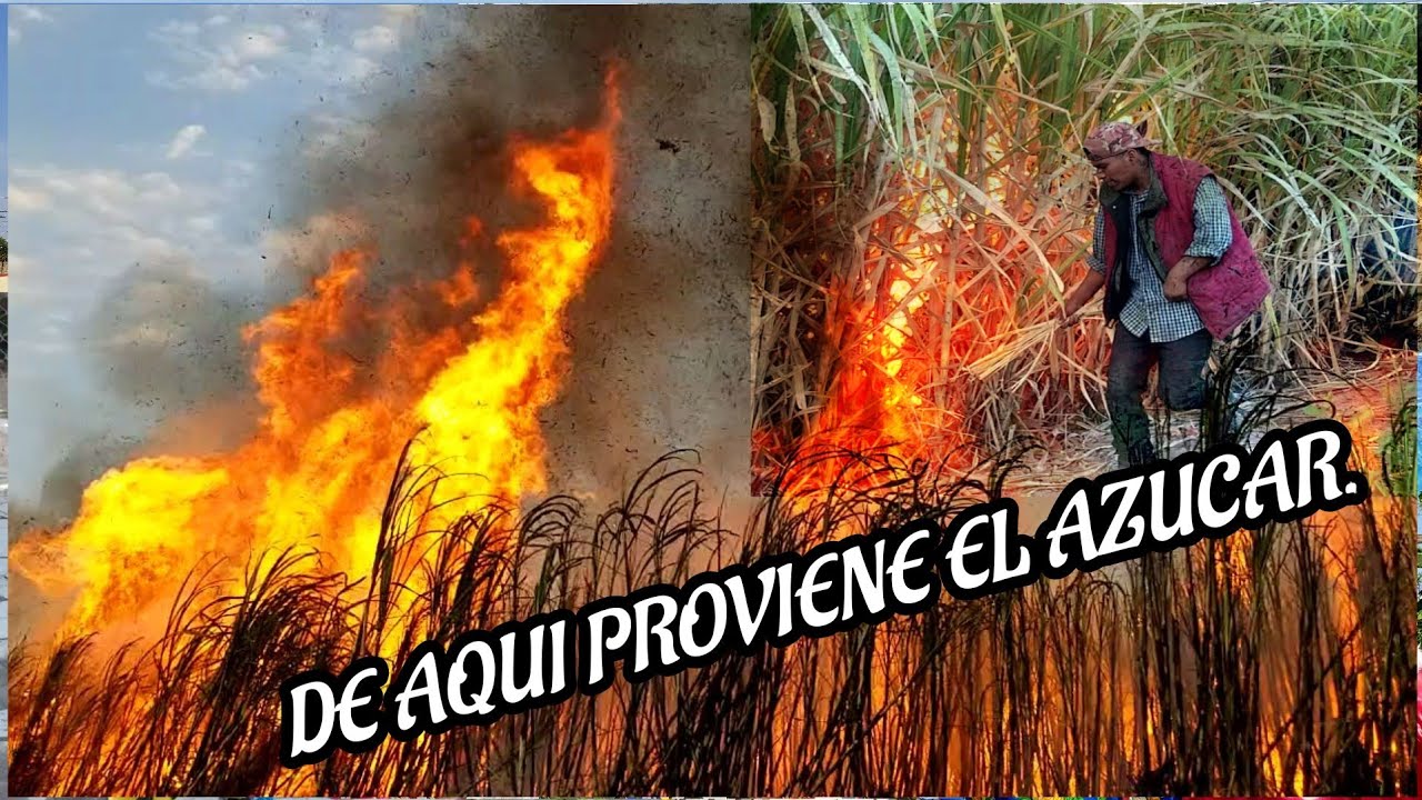 Por poquito brinca la lumbre a otro terreno.(QUEMA DE CAÑA DE AZUCAR)2023