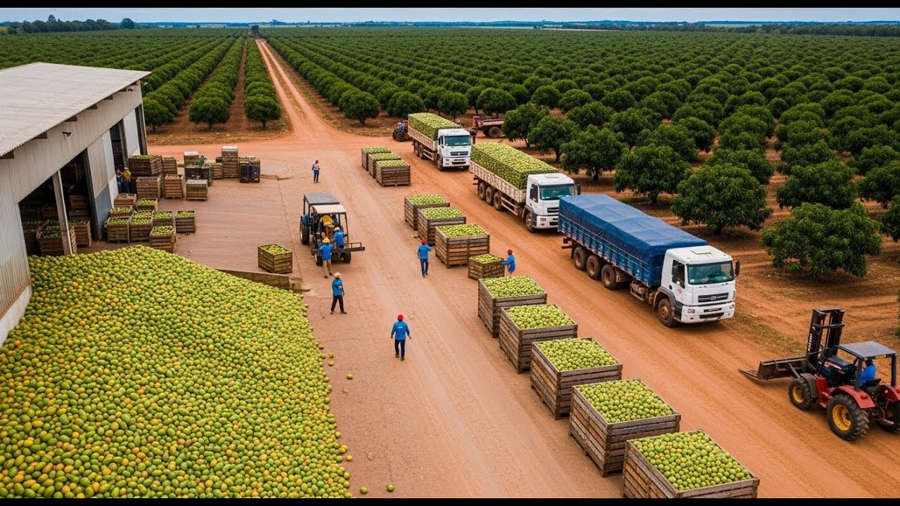 A MAIOR FAZENDA DE MANGAS DO BRASIL – UM GIGANTE IMPRESSIONANTE!