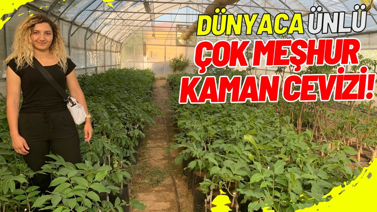 DEVLET MEMURLUĞUNDAN BİLE DAHA FAZLA MAAŞ GETİREN İŞ; KAMAN CEVİZİ KIRŞEHİR