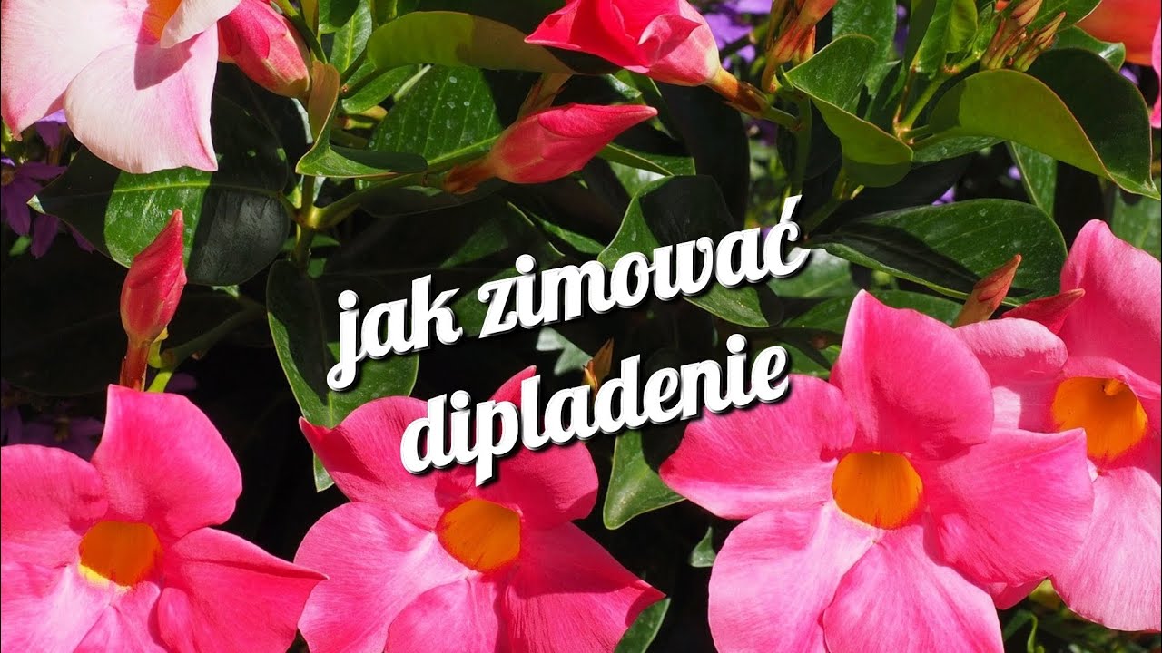 jak zimować dipladenie